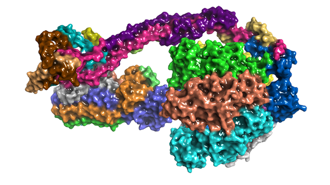 ATP synthase