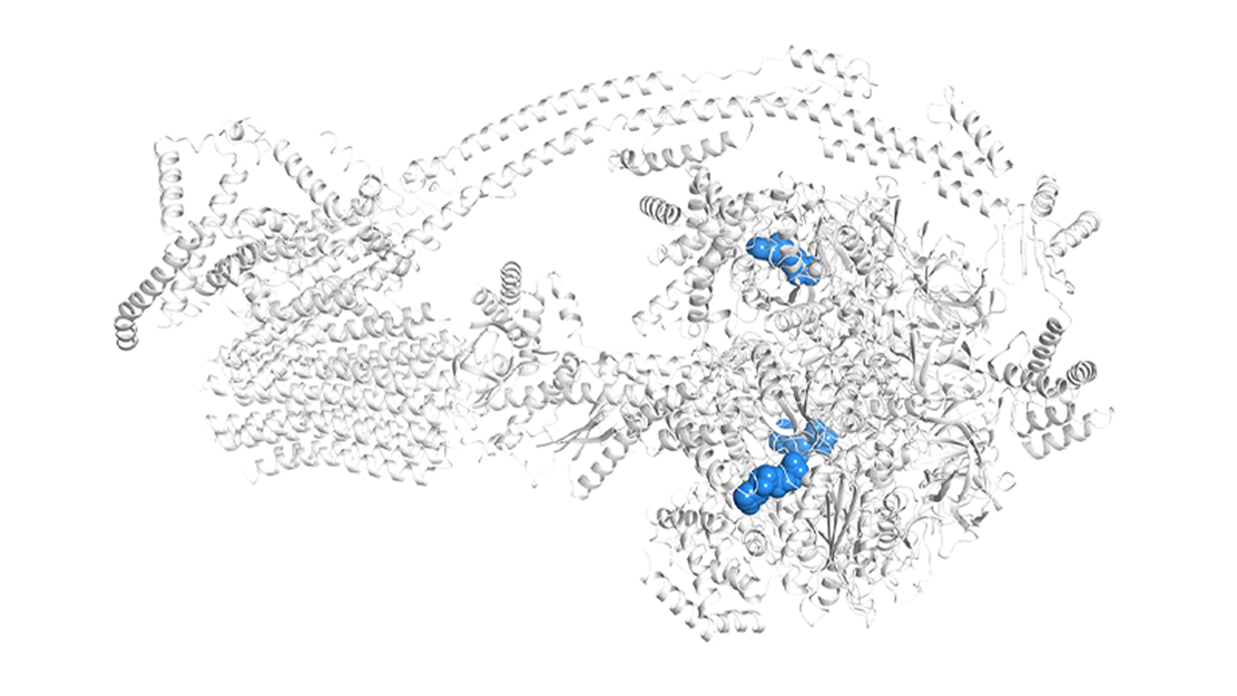 Adenosine triphosphate (ATP)
