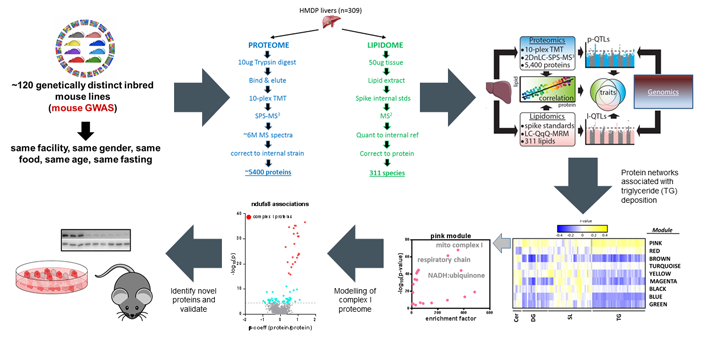 Identifying novel mitochondrial / lipid therapeutic targets