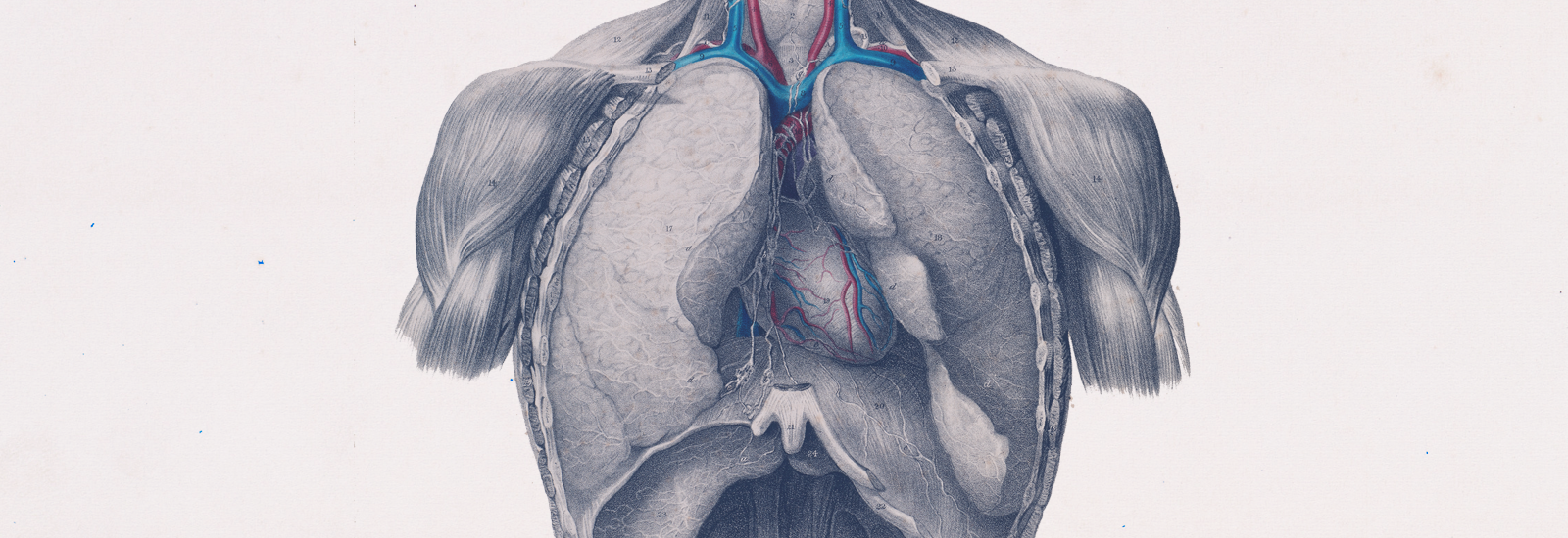 Lungs - 1836 medical illustration