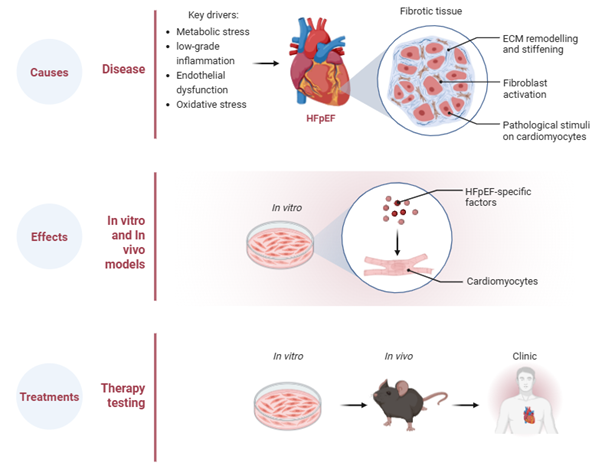 Targeting cardiac fibrosis in HFpEF